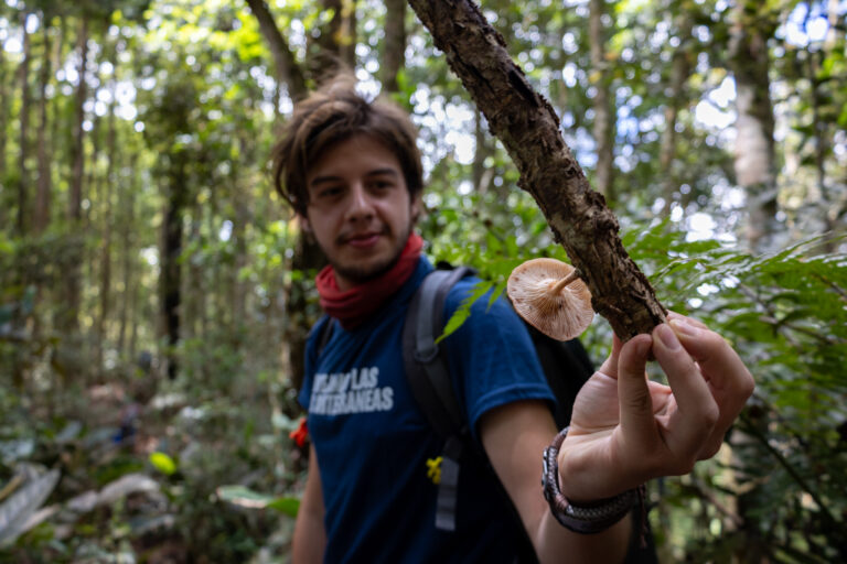 fungi in Colombia forest