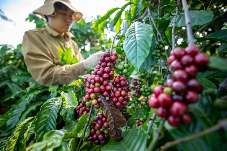 Coffee growers in Vietnam