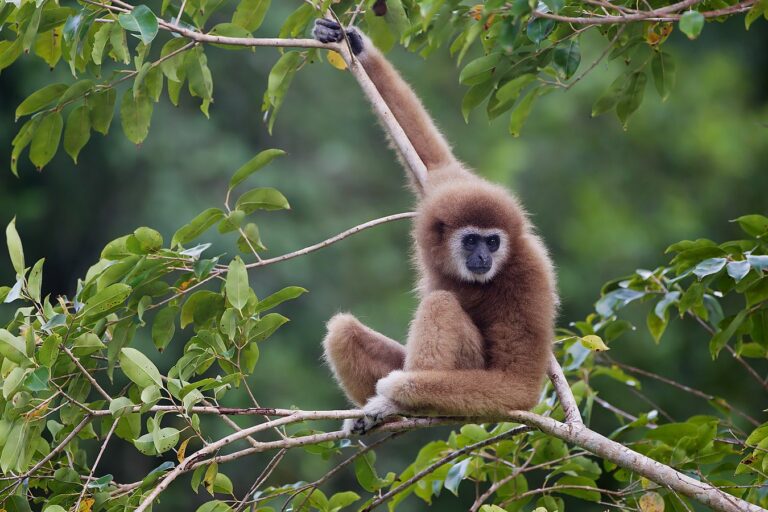 White-handed gibbon