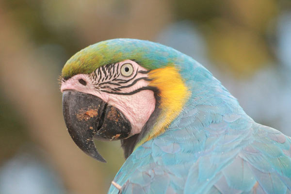 Blue and yellow macaws (Ara ararauna) are a common sight in the Cerrado. Photo credit: Brendan Borrell