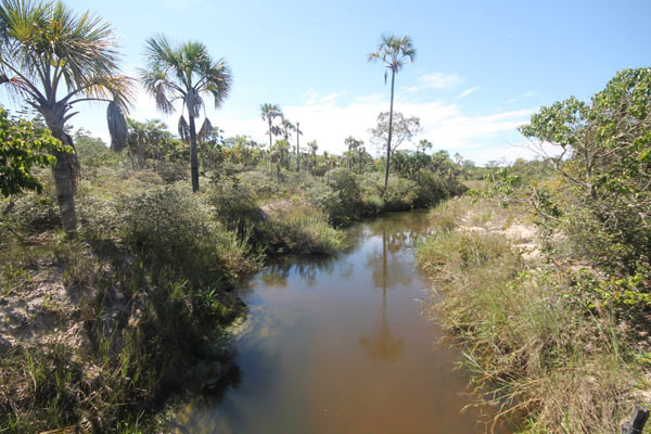 Buriti palms rise from a river's edge in the heart of Grande Sertão Veredas National Park. Photo credit: Brendan Borrell