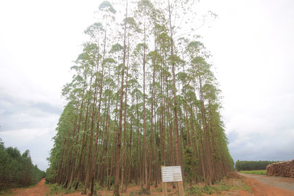 A stand of eucalyptus trees on the Plantar property. Photo credit: Brendan Borrell