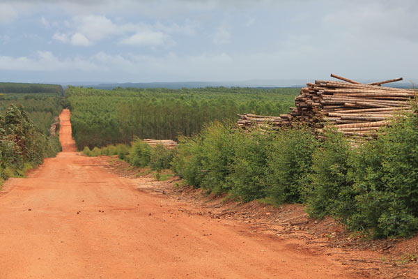 Eucalyptus logs lay on the side of the dirt road on the Plantar property. They are ready to be burned for charcoal and transformed into pig iron used in the manufacturing of automobile steel. Photo credit: Brendan Borrell