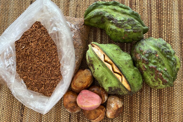 Bissy (Cola acuminata) fruit pod, seeds, and grated seeds, to make bissy tea, a morning tea and medicinal beverage