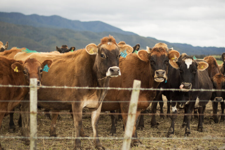 A herd of cows.