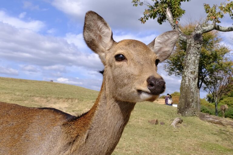 One of the roughly 1,300 sacred Nara deer seen close up.