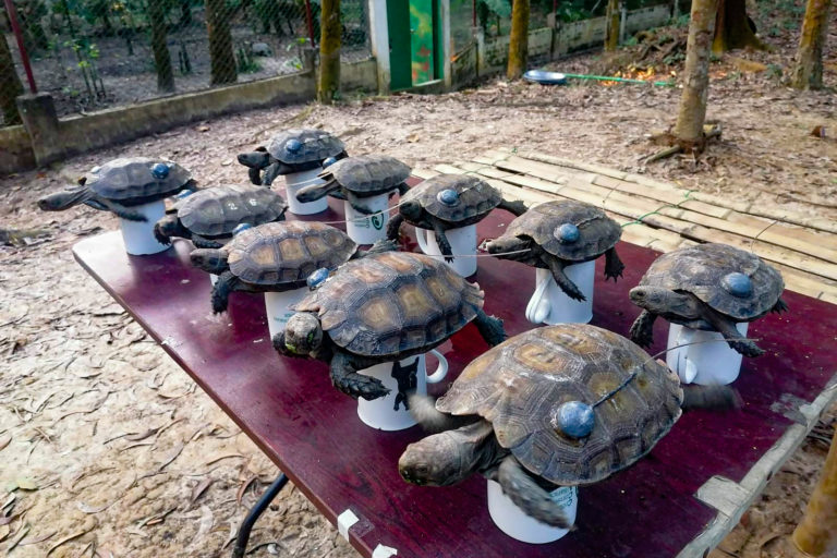 Asian giant tortoises