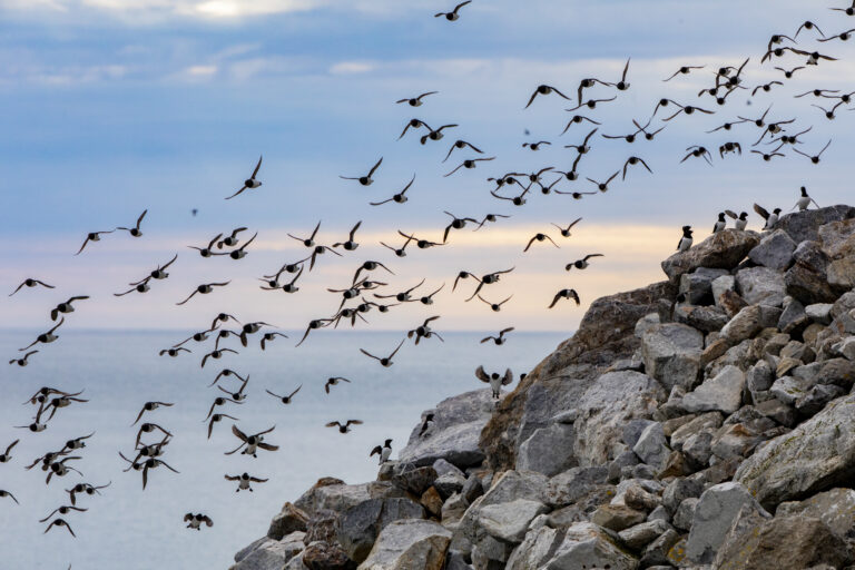 PFAS and other chemical pollution are posing a growing threat to the little auk (Alle alle) and other Arctic seabirds.