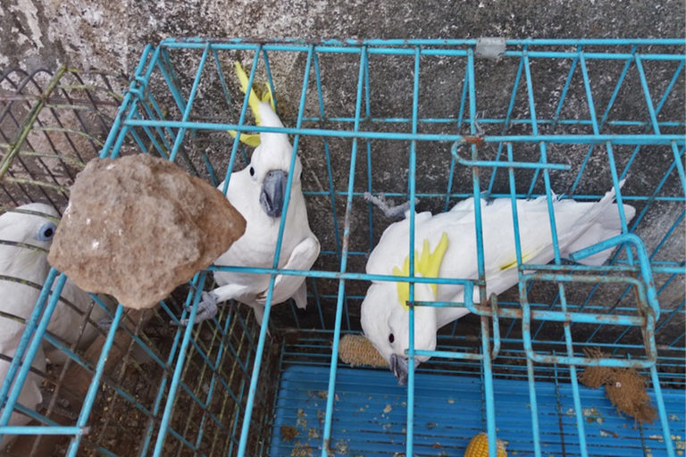 Seized sulphur-crested cockatoo (Cacatua galerita eleonora) in East Java, Indonesia.