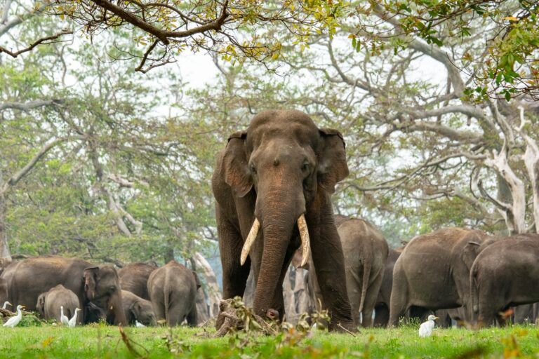 A tusker with a herd of elephants in Sri Lanka.