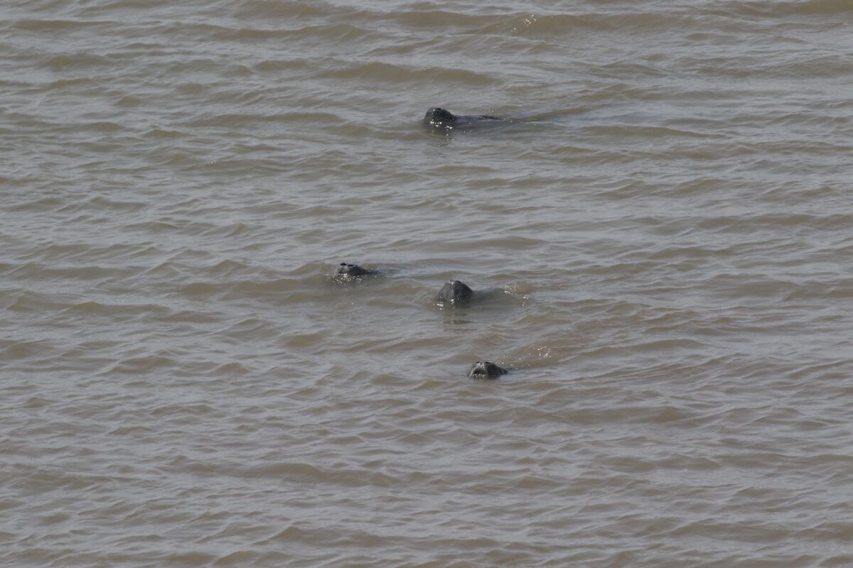 Four African manatees stick their noses above the water’s surface to breathe at Point St George in Senegal. (Credit: Lucy Keith-Diagne).