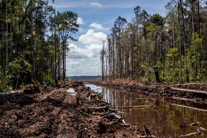 A canal constructed in peatland forest inside a pulpwood concession in Indonesia. 