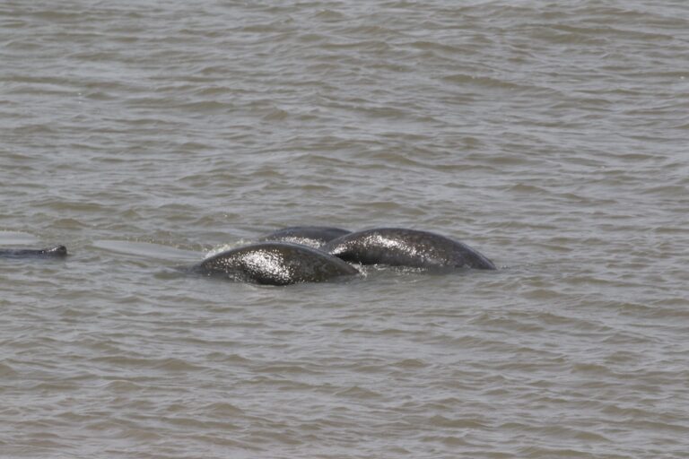 African manatees dive below the surface at Point St George in Senegal. (Credit: Lucy Keith-Diagne).