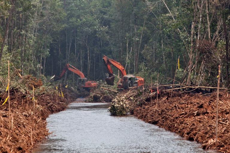 Active clearance and drainage of peatland rainforest in a concession run by PT Asia Tani Persada, which is also an orangutan habitat.