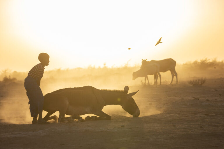 A young boy tries to help a fallen donkey stand during a severe drought that struck the Horn of Africa.