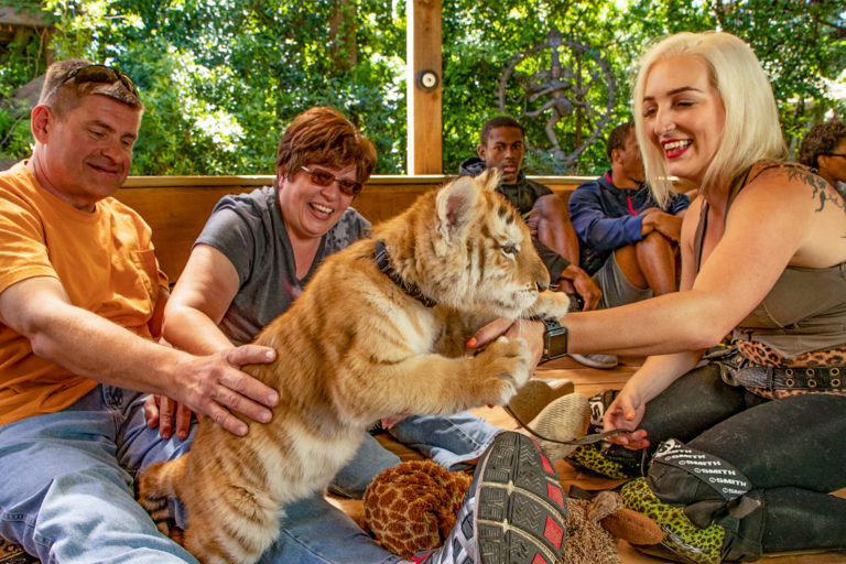 Tourists petting a tiger cub at Doc Antle's Myrtle Beach Tiger Safari in South Carolina, U.S. Antle faces federal charges for wildlife trafficking.