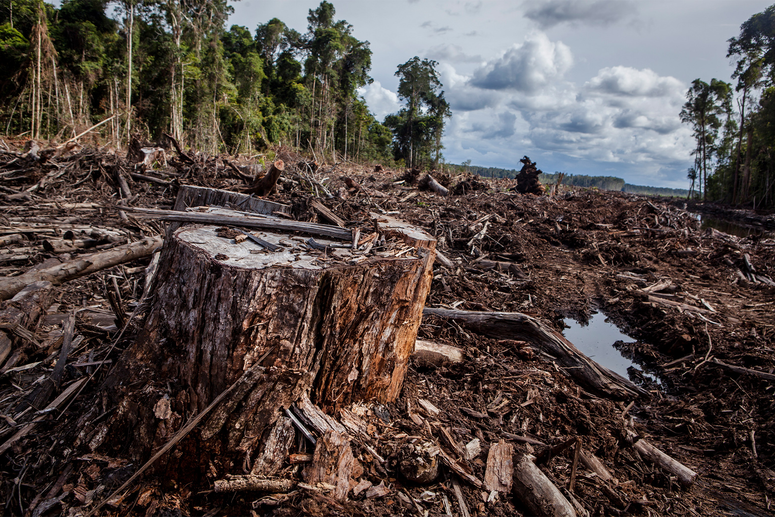 Clearing natural forest in a deep peatland area for a pulpwood concession in North Kalimantan province, Indonesia.