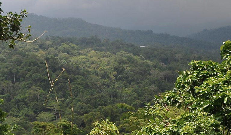 The forests of the Torricelli Mountain Range. Image courtesy of the Tenkile Conservation Alliance.