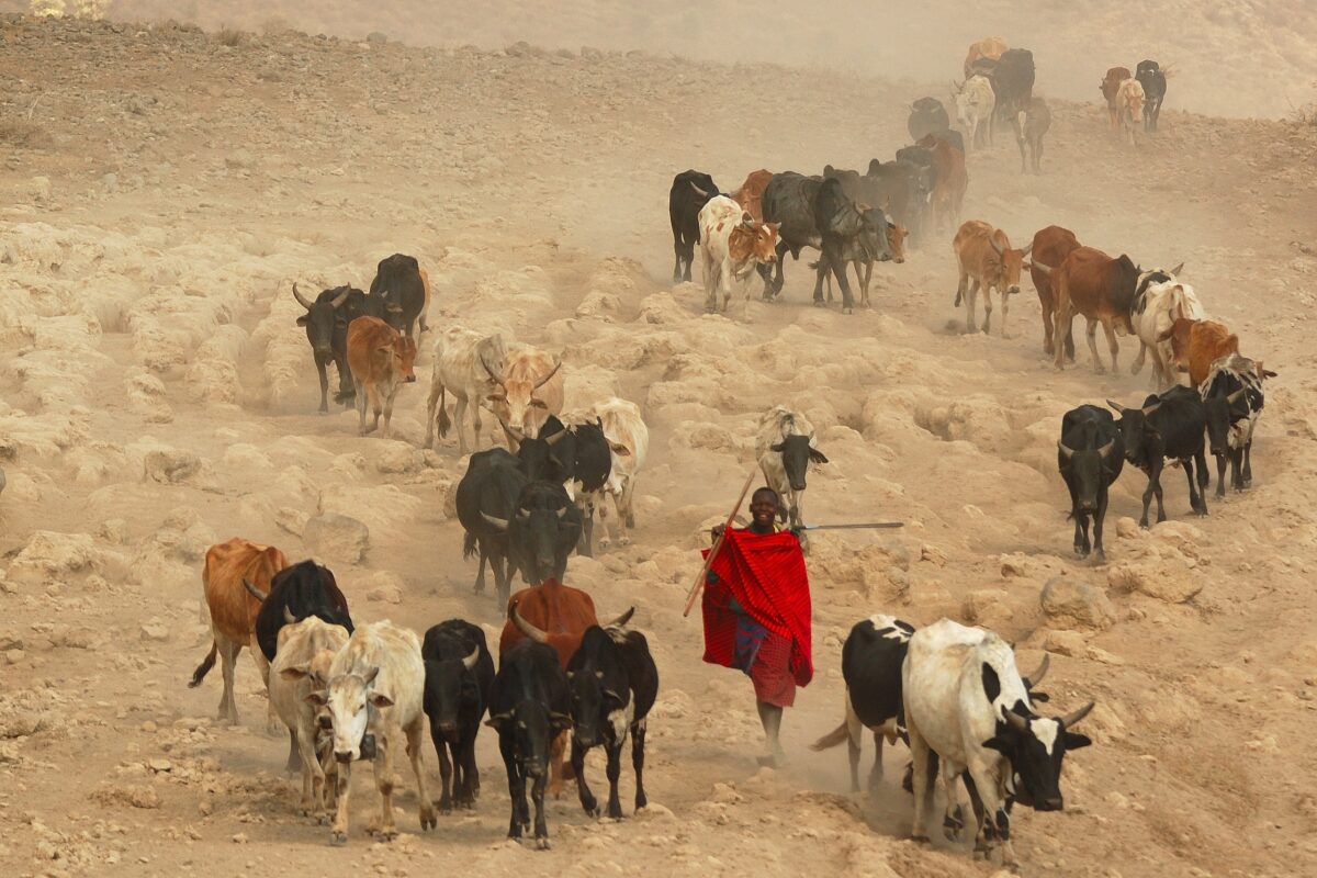 A Maasai cattle herder in Ngorongoro Conservation Area.