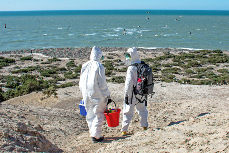 Researchers Luciana Gallo (left) and Marcela Uhart (right) sampling for the Highly Pathogenic Avian Influenza strain (HPAI) of the H5N1 virus in Punta Leon, Argentina in early November 2023.