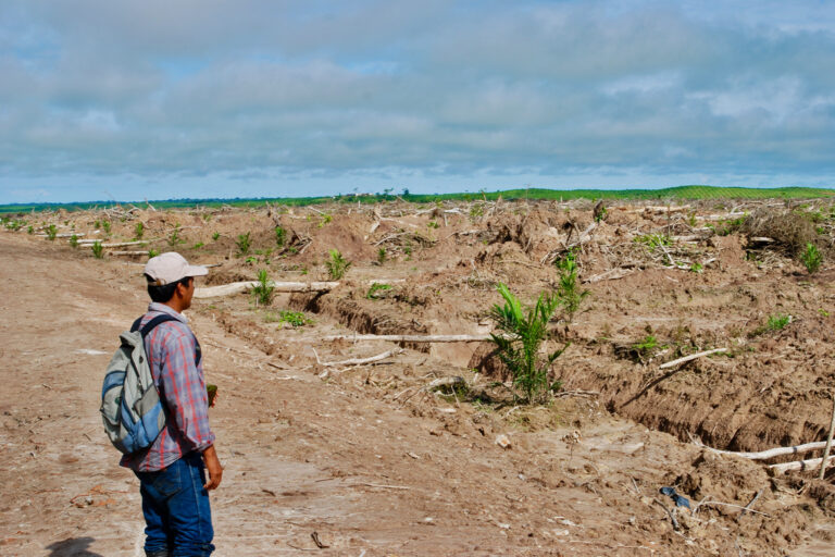 Recently cleared land for an oil palm plantation in Peru.