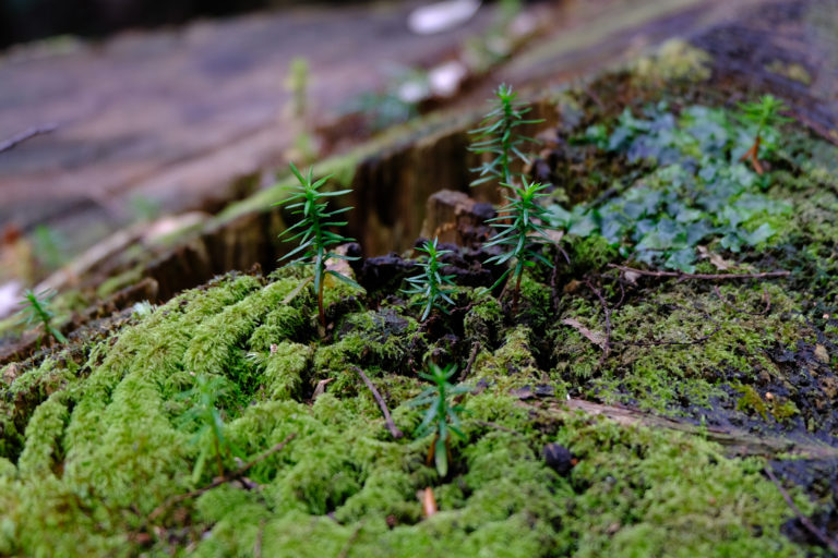 New saplings grow on a rotting stump.