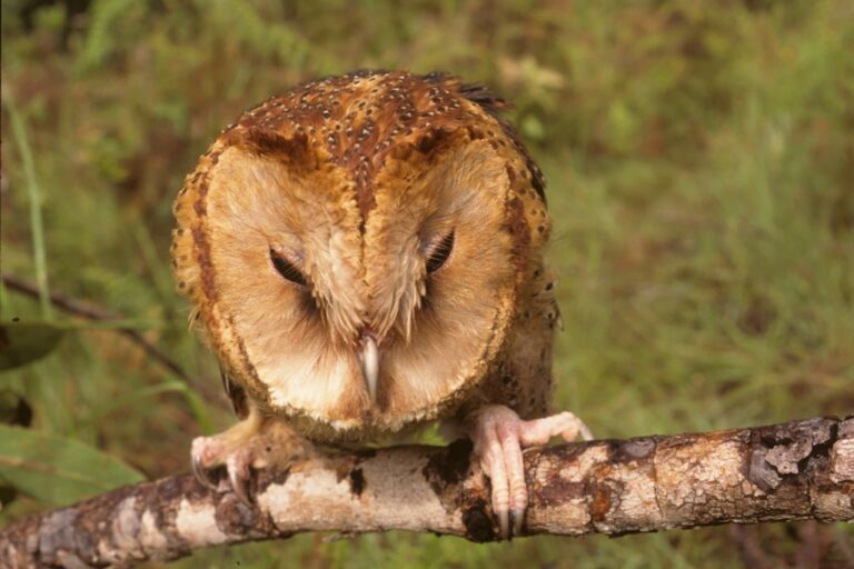 Photograph of the Itombwe owl captured by Tom Butynski and colleagues in 1996. Image Courtesy of Tom Butynski.