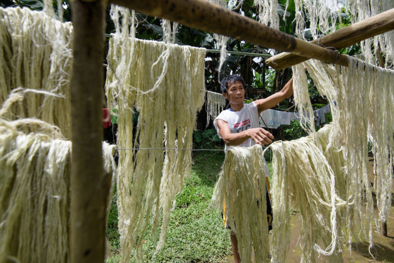 Piñatex fibers in the drying stage. The pineapple leaf fiber has great tensile strength and flexibility. Image courtesy of Riikka Juva/Ananas Anam.