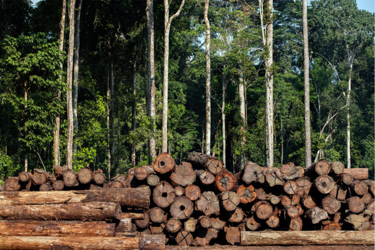 Timber in Pará state and other parts of the Brazilian Amazon can bypass regulatory permits, allowing illegal wood to be sold domestically and internationally. Federal environmental agencies play an essential role in preventing this from happening, experts say.