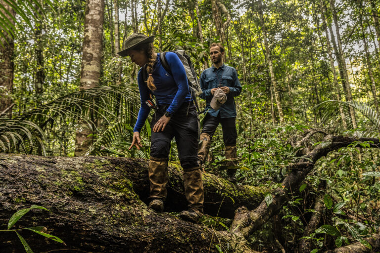 Adriane Esquivel Muelbert and Evan Gora examine a fallen giant tree in the Amazon, hoping to identify hints of its cause of death.