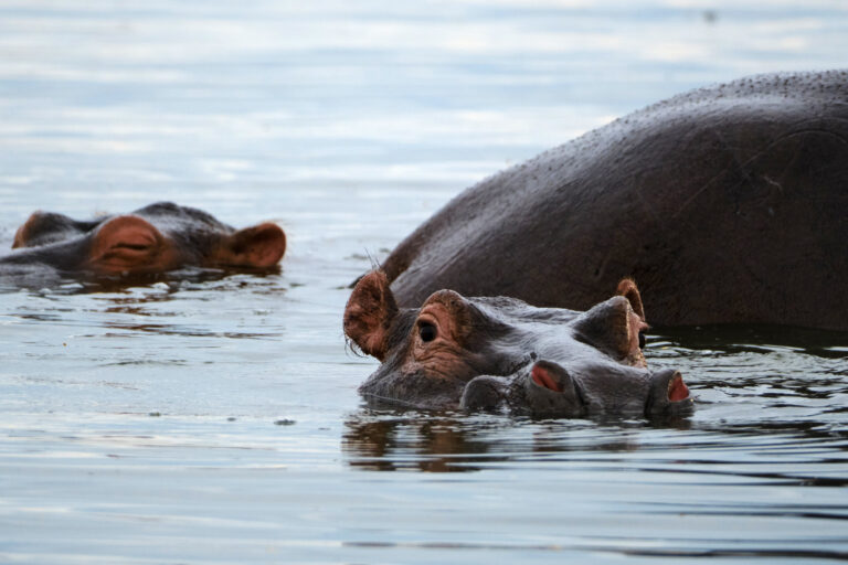 Hippos in Queen Elizabeth National Park.