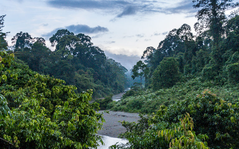 primary forest in Danum Valley Conservation Area, Sabah, by John C. Cannon/Mongabay