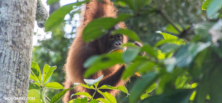 A Bornean orangutan. Image by John C. Cannon/Mongabay.