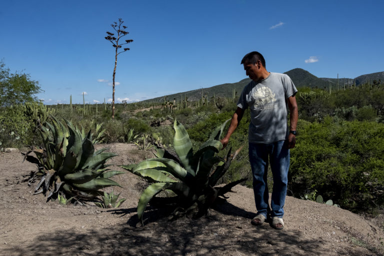 People in San Juan Raya decided to join a research project to grow agave for mezcal sustainably. Image by Noel Rojo for Mongabay.