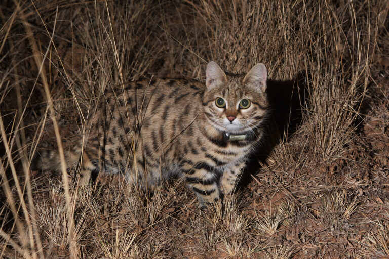 A black-footed cat.