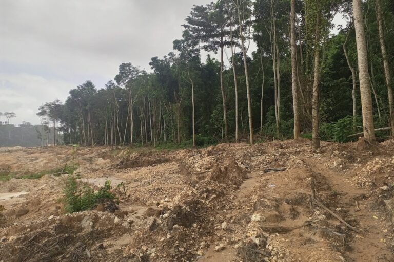 Destroyed trees inside the Apamprama reserve. Image by Awudu Salami Sulemana Yoda.