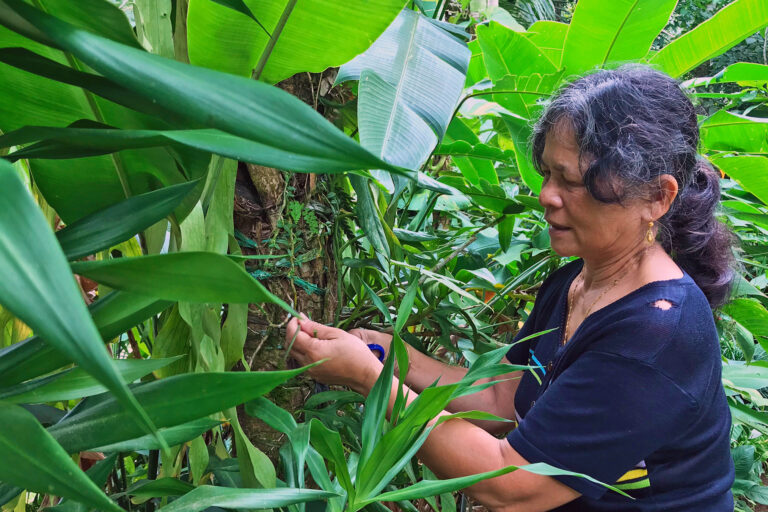 Juanita Torremocha harvests a medicinal herb in her backyard, located near Mount Bandilaan National Park at the heart of Siquijor Island.