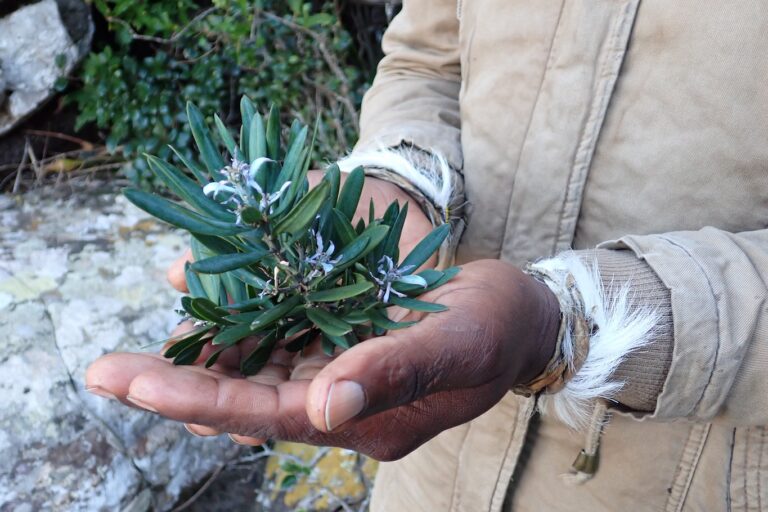 Traditional healers use the smoke from the coals of a yellow wood tree (Podocarpus latifolius) to cleanse a cattle herd of problematic spirits and stop the animals from fighting.