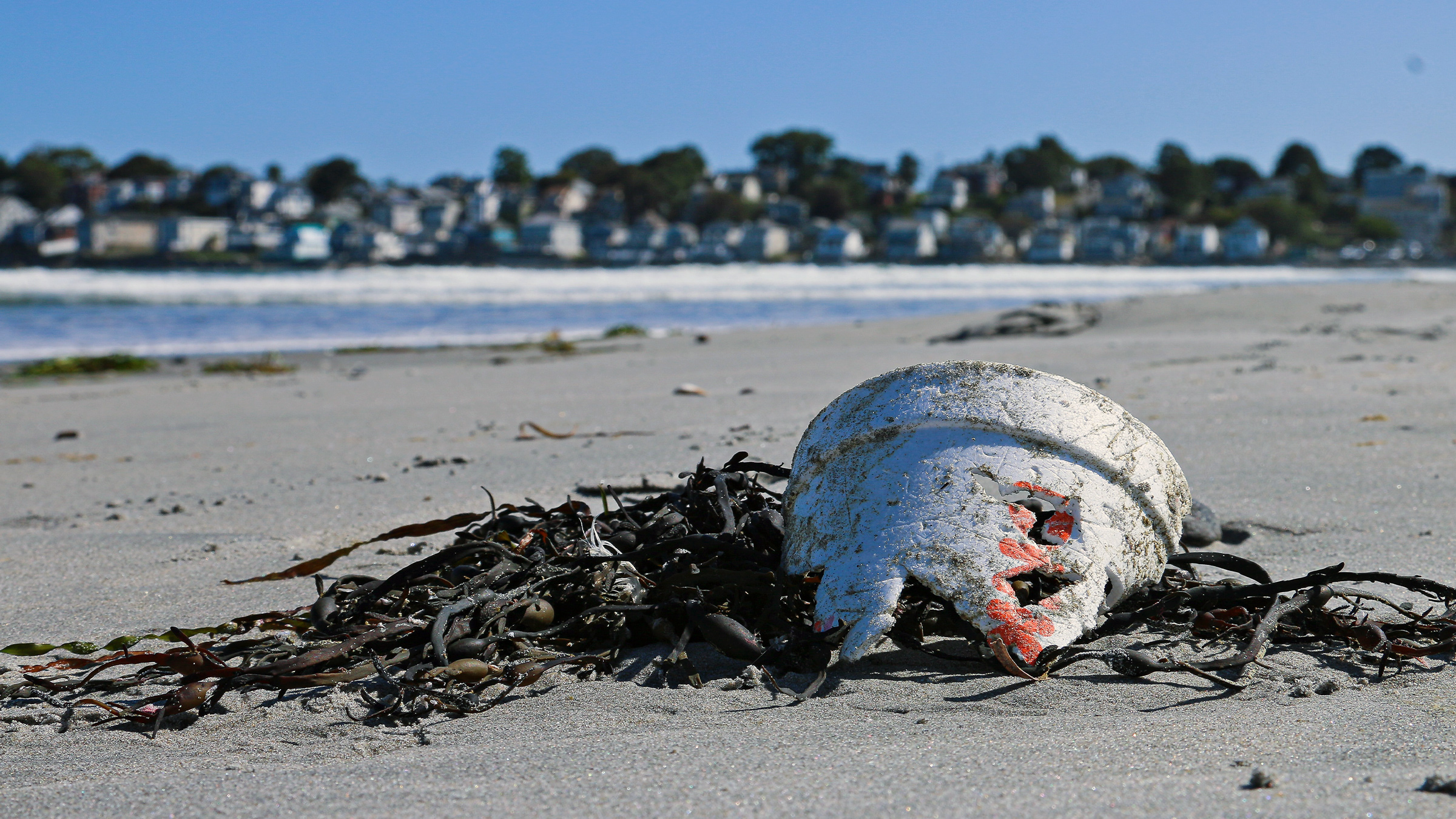 A plastic Dunkin' Donuts coffee cup found littered on the beach during a coastal cleanup. 