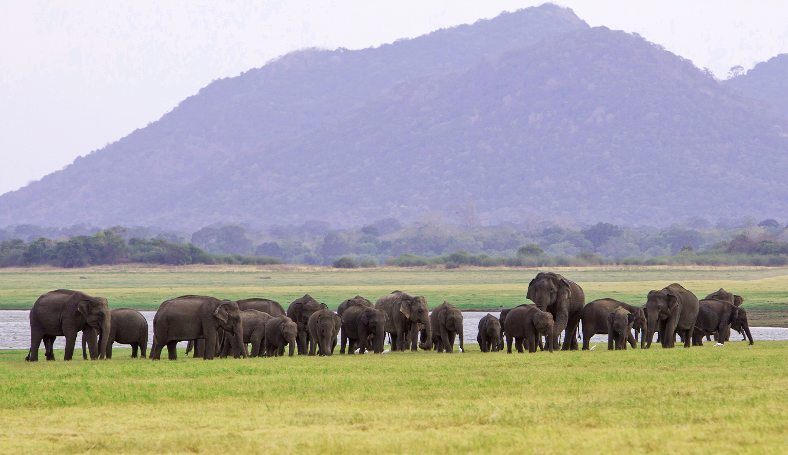 A large elephant herd by a watering hole. 