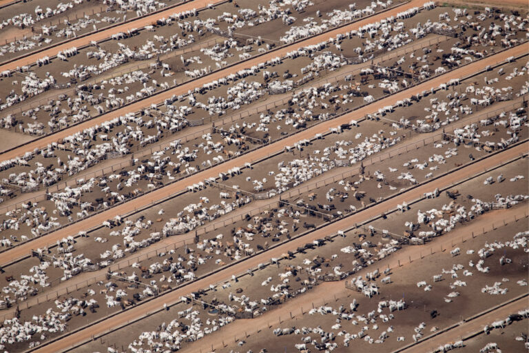 Extensive cattle ranch Estância Bahia, in Água Boa, Mato Grosso state.