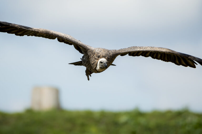 A white-rumped vulture (Gyps bengalensis) flying over a city.