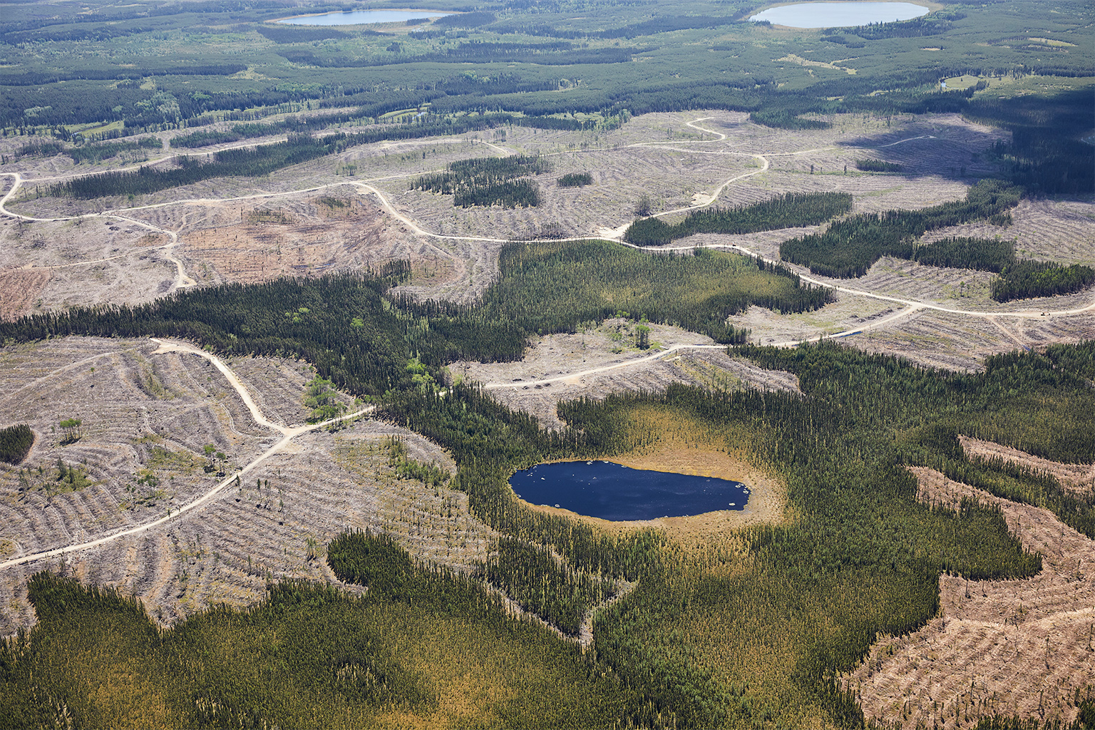 This aerial image shows the impact of logging in Canada’s boreal forests. 