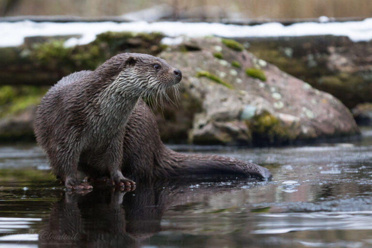 A Eurasian otter (Lutra lutra) at a lake.