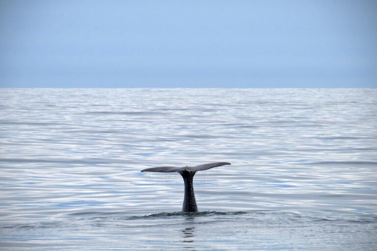 Tail of sperm whale in Norway