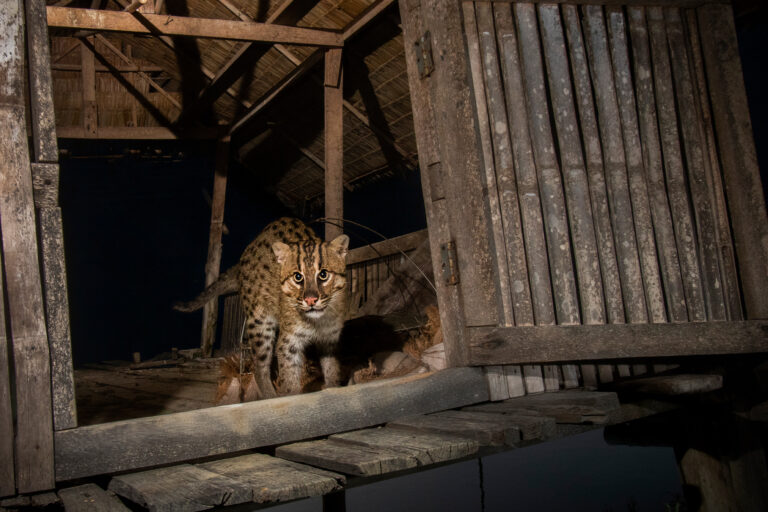 A fishing cat.