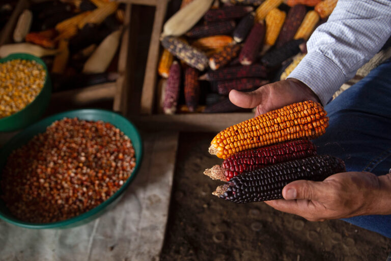 Remberto Gil shows three varieties of corn