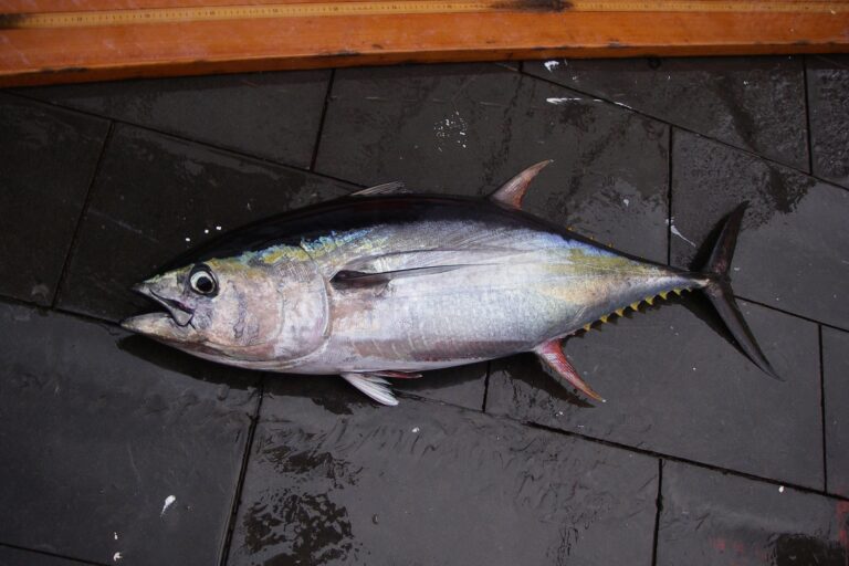 A yellowfin tuna.