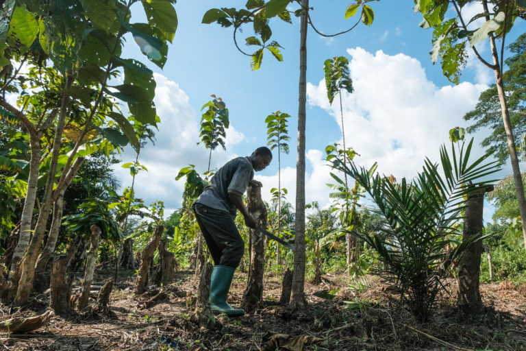 Plantation of bananas, teak and cocoa in Yanonge – DRC.  Photo by Axel Fassio/CIFOR-ICRAF via Flickr (CC BY-NC-ND 2.0).