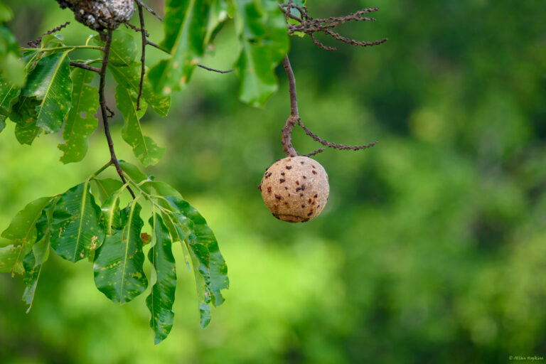 A Brazil nut.